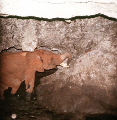 Kitum洞穴-大象舔盐- Atlas Obscura博客