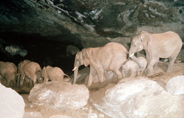 肯尼亚的Kitum洞穴-大象吃盐- Atlas Obscura博客